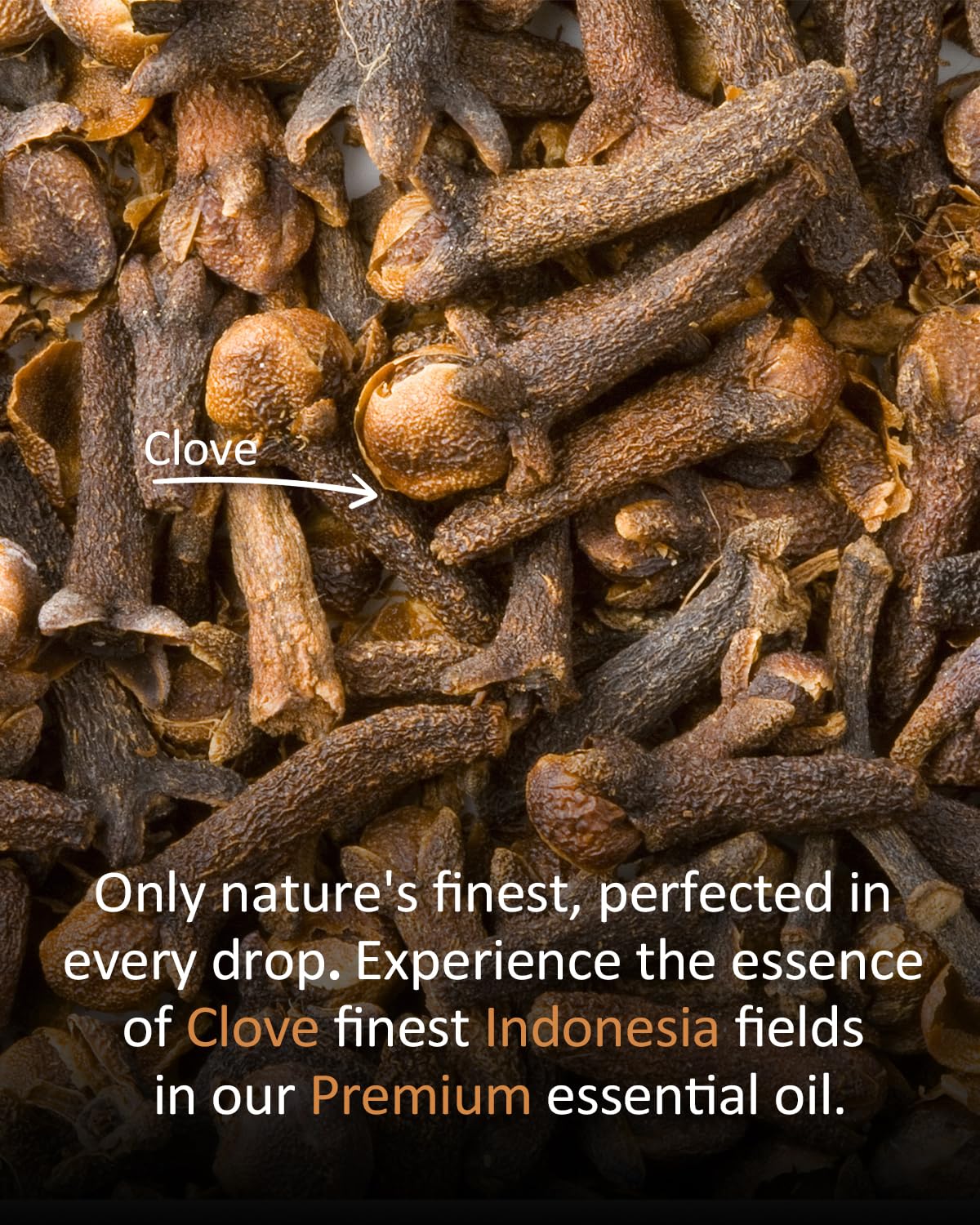 Clove essential oil used for massage and wellness