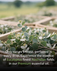 Massage with eucalyptus essential oil blend