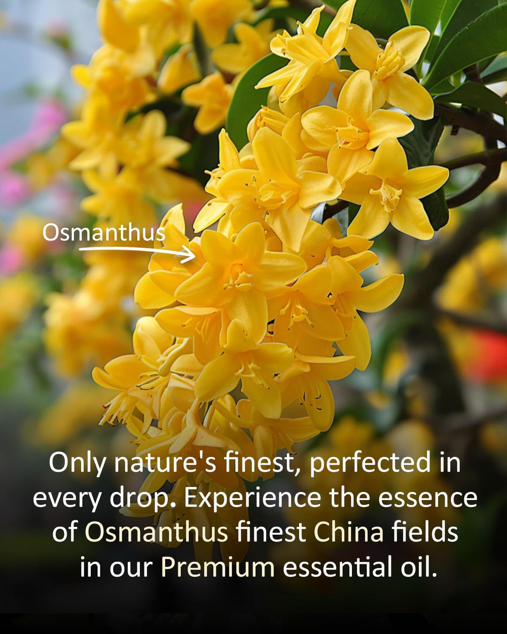 Close-up of Osmanthus aroma in oil form