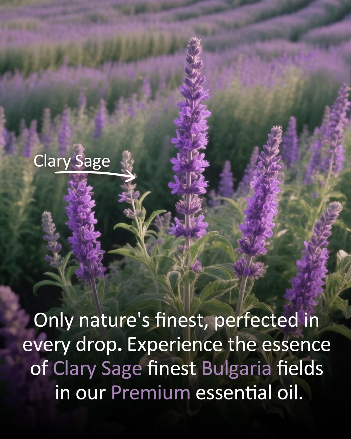 Pouring Clary Sage essential oil from bottle into a diffuser