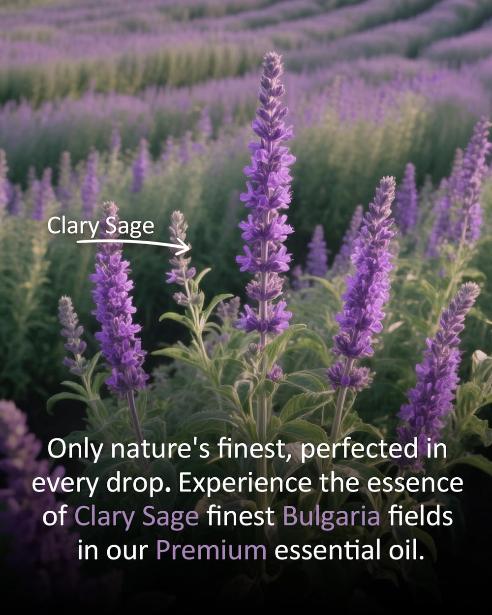 Pouring Clary Sage essential oil from bottle into a diffuser