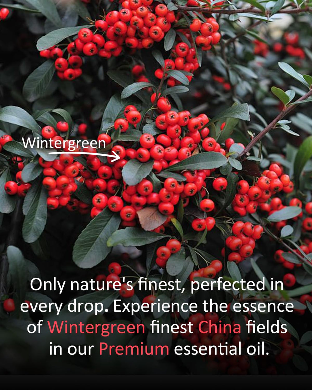 Diffuser releasing wintergreen aroma in a living room