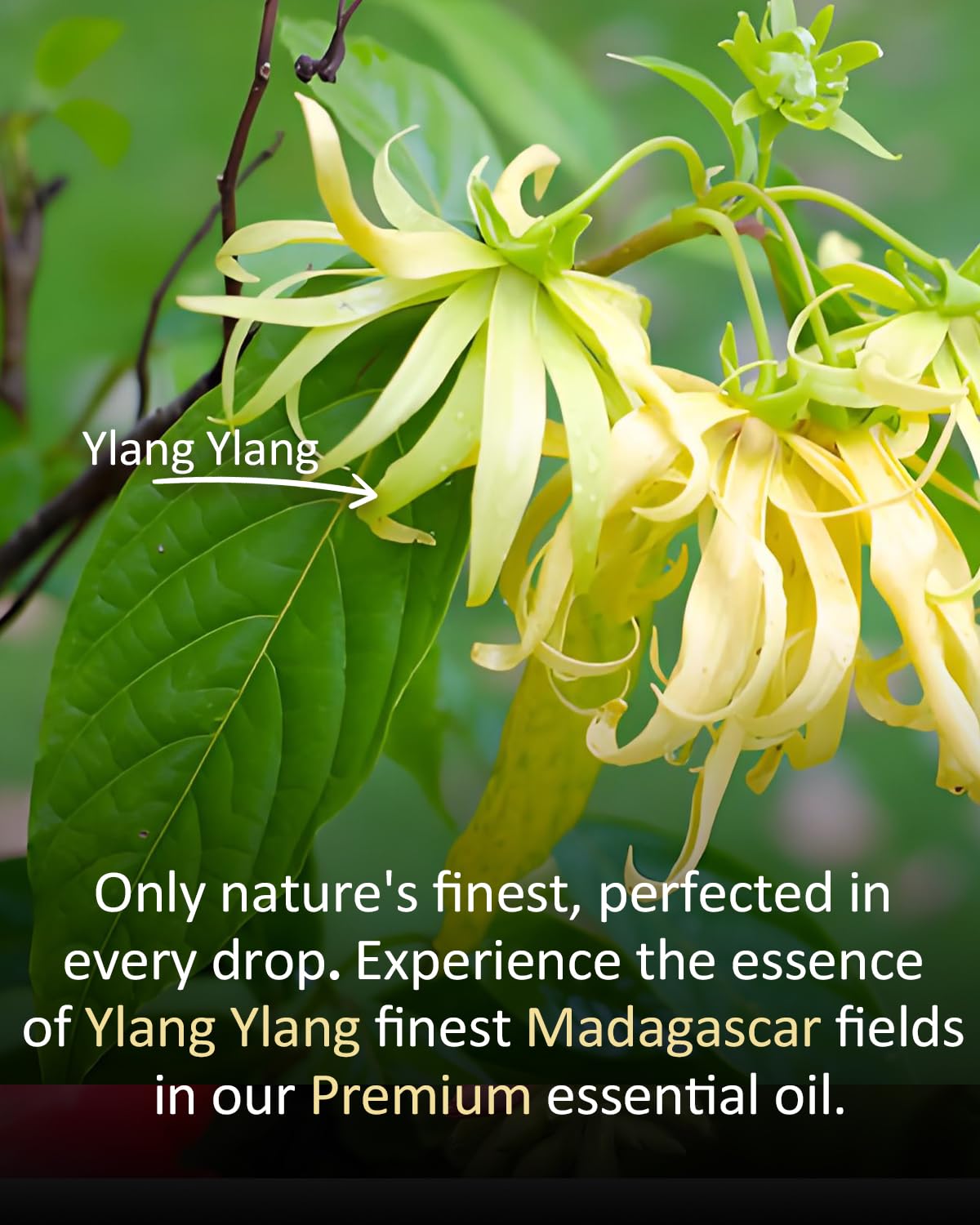 Airoomoil Ylang Ylang essential oil used in skincare application (diluted in carrier oil)