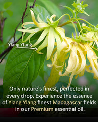 Airoomoil Ylang Ylang essential oil used in skincare application (diluted in carrier oil)