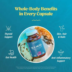 Close-up of vegan sea moss capsules
