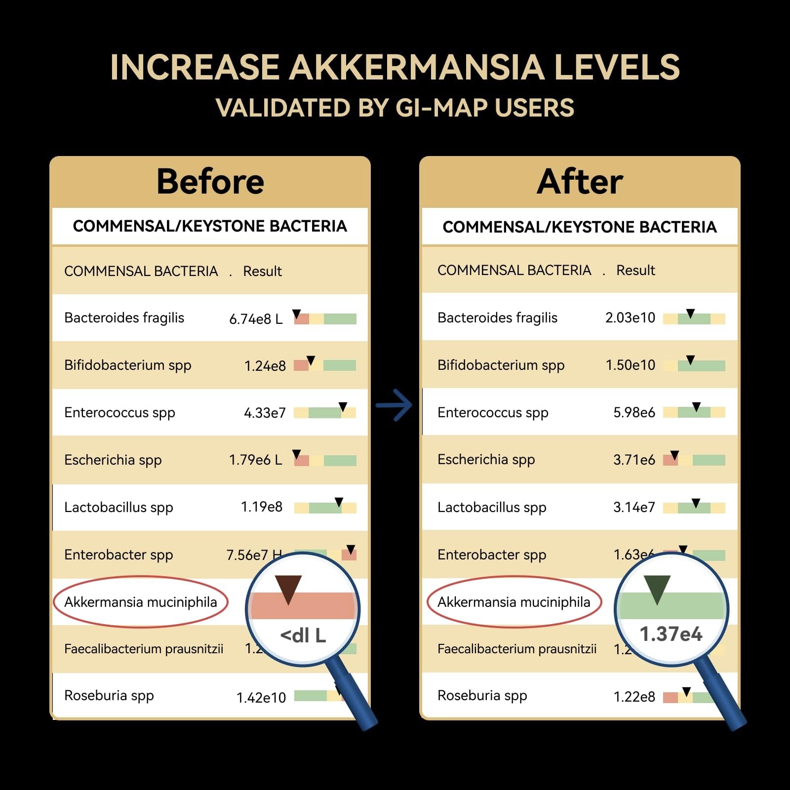 1-month supply box of Akkermansia Probiotic