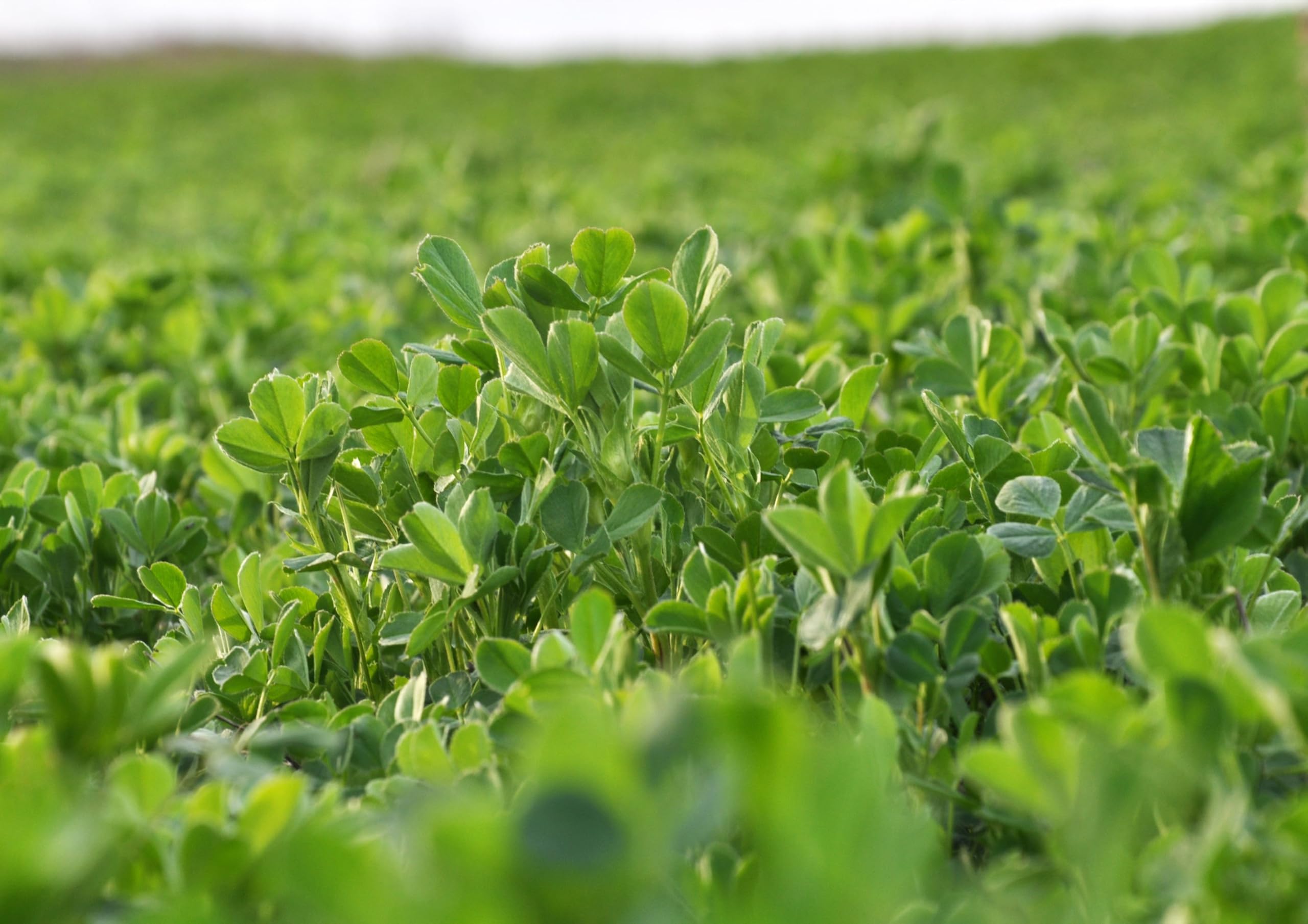 Back label of 5 lb alfalfa powder container