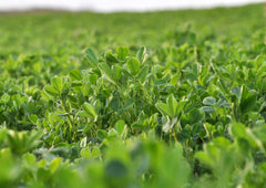 Back label of 5 lb alfalfa powder container