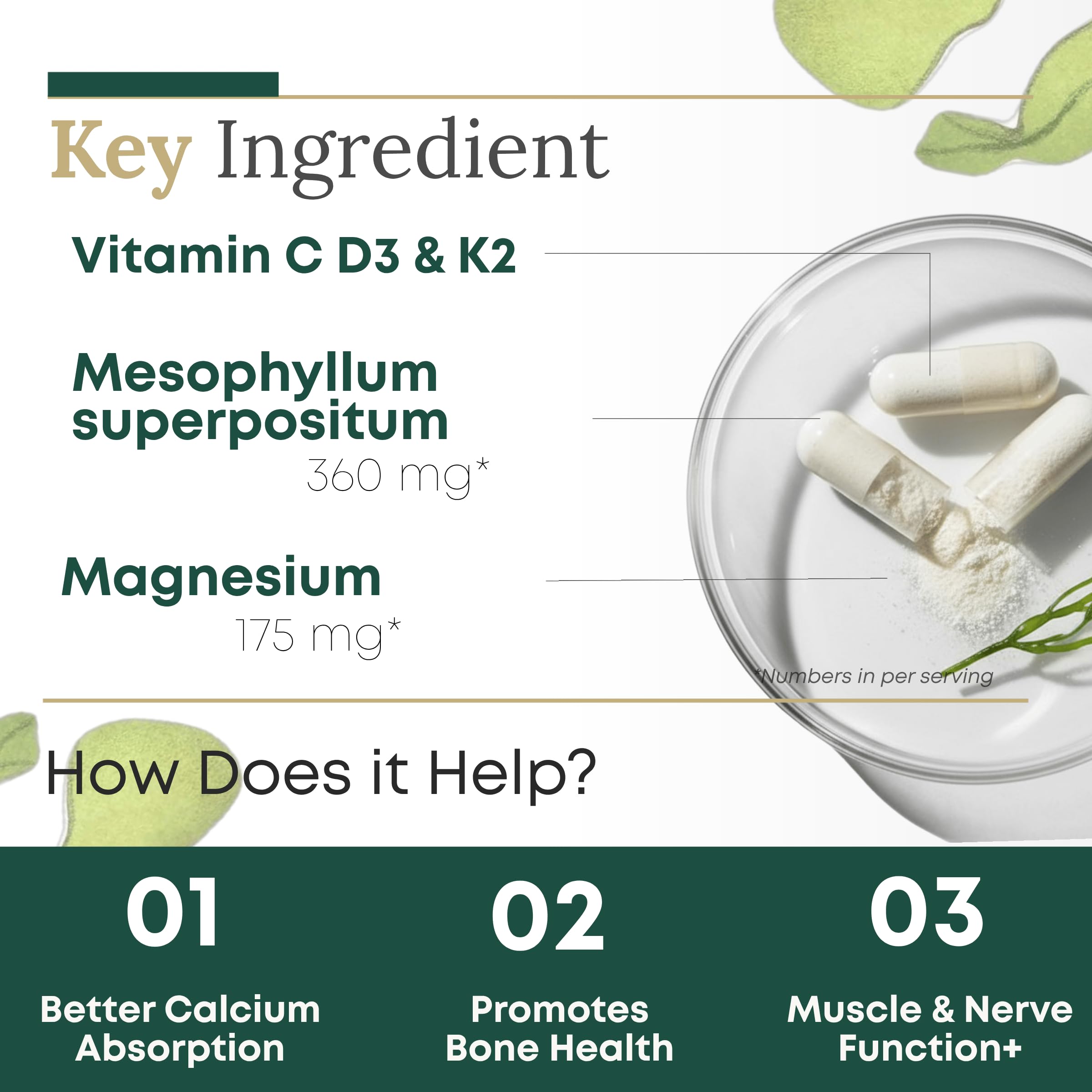 Graphic showing magnesium-calcium balance in algae calcium formula