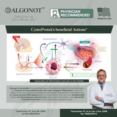 Algonot CystoProtek glycosaminoglycan layer diagram illustrating protection.