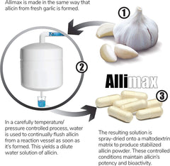 ALLIMAX dissolves in the stomach for absorption