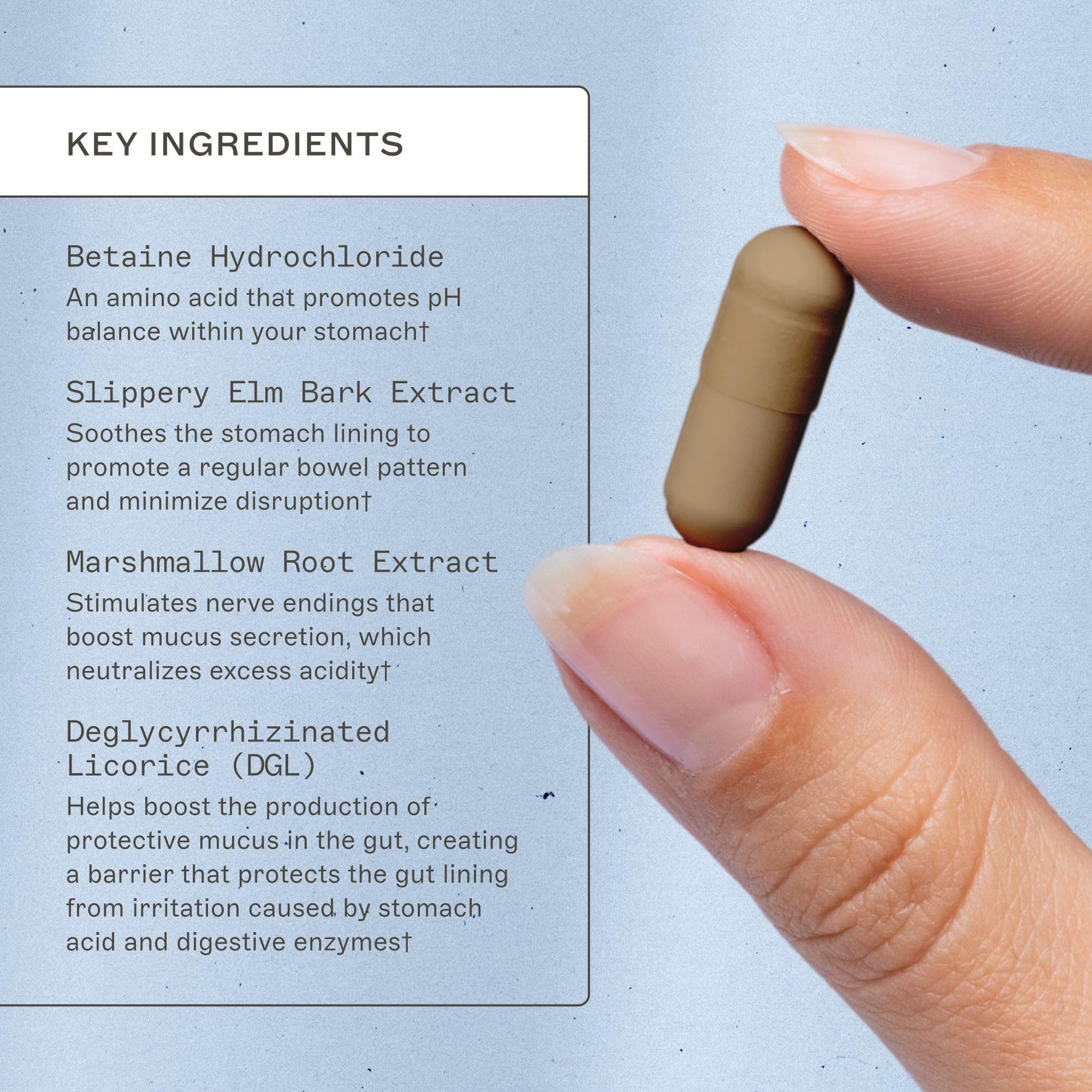 Ashwagandha and Rhodiola adaptogenic herbs used in Adrenal Support