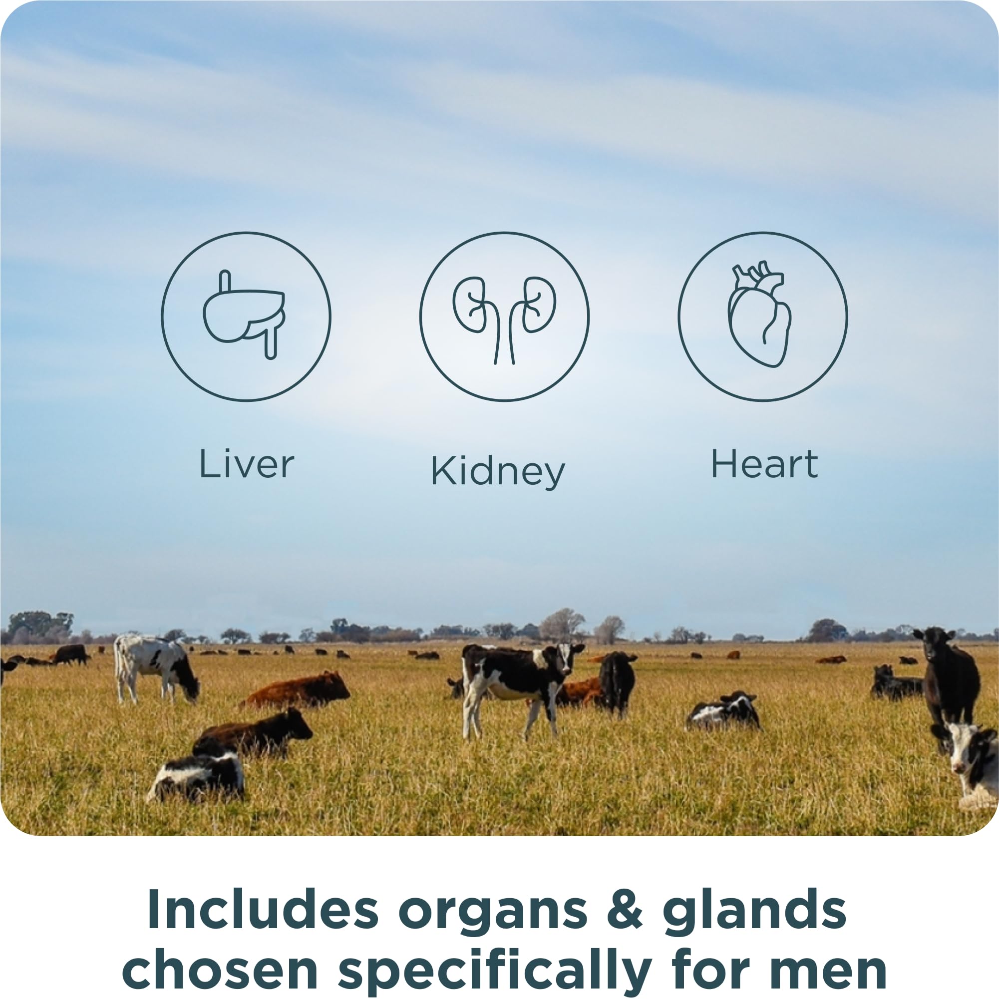 Ancient Nutrition Organs Complex bottle highlights wild lamb origin for diverse nutrients.
