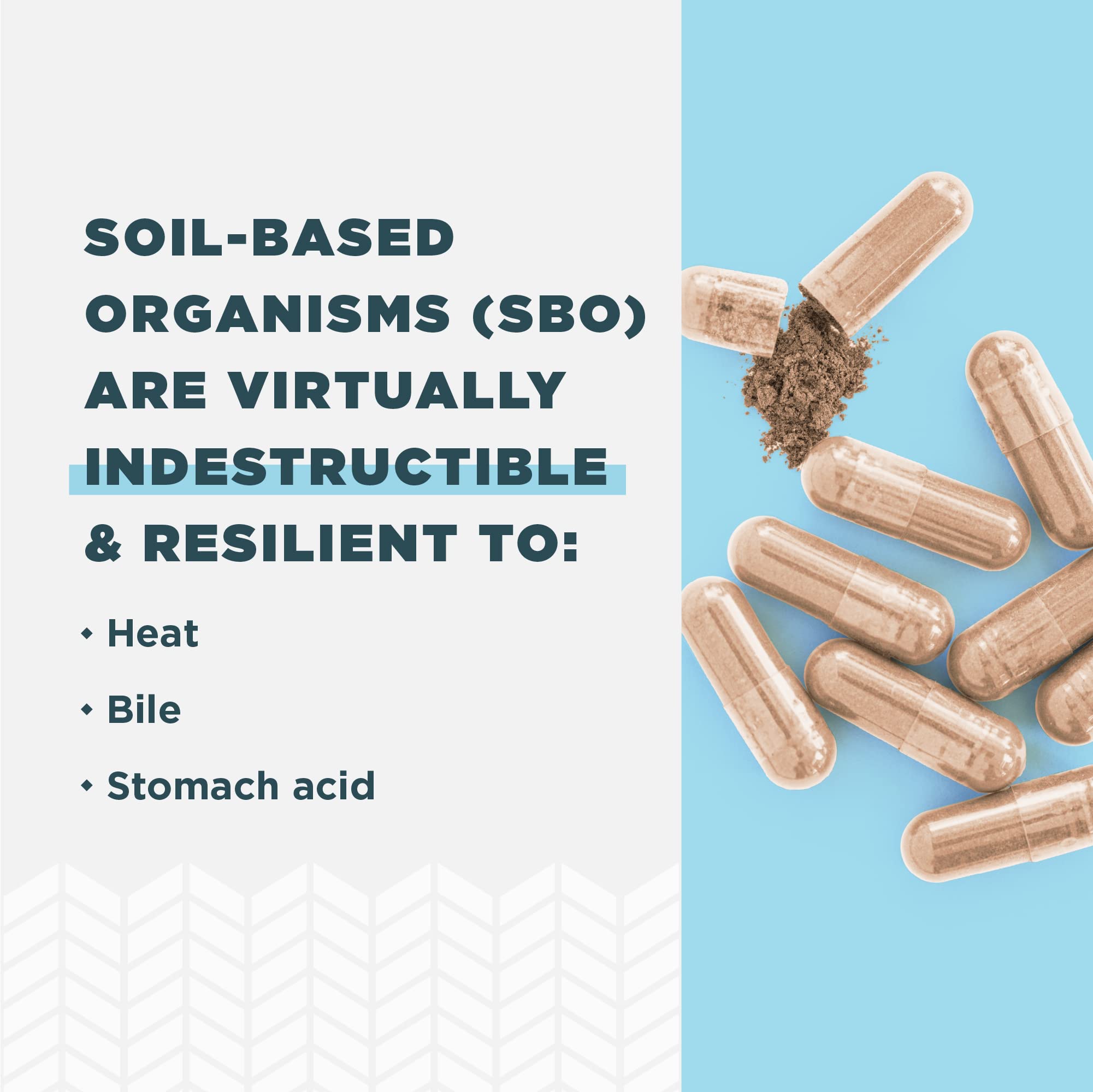 Illustration of healthy digestion and immune support