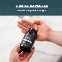 Ingredients overview: soil-based probiotics and organic fermented botanicals