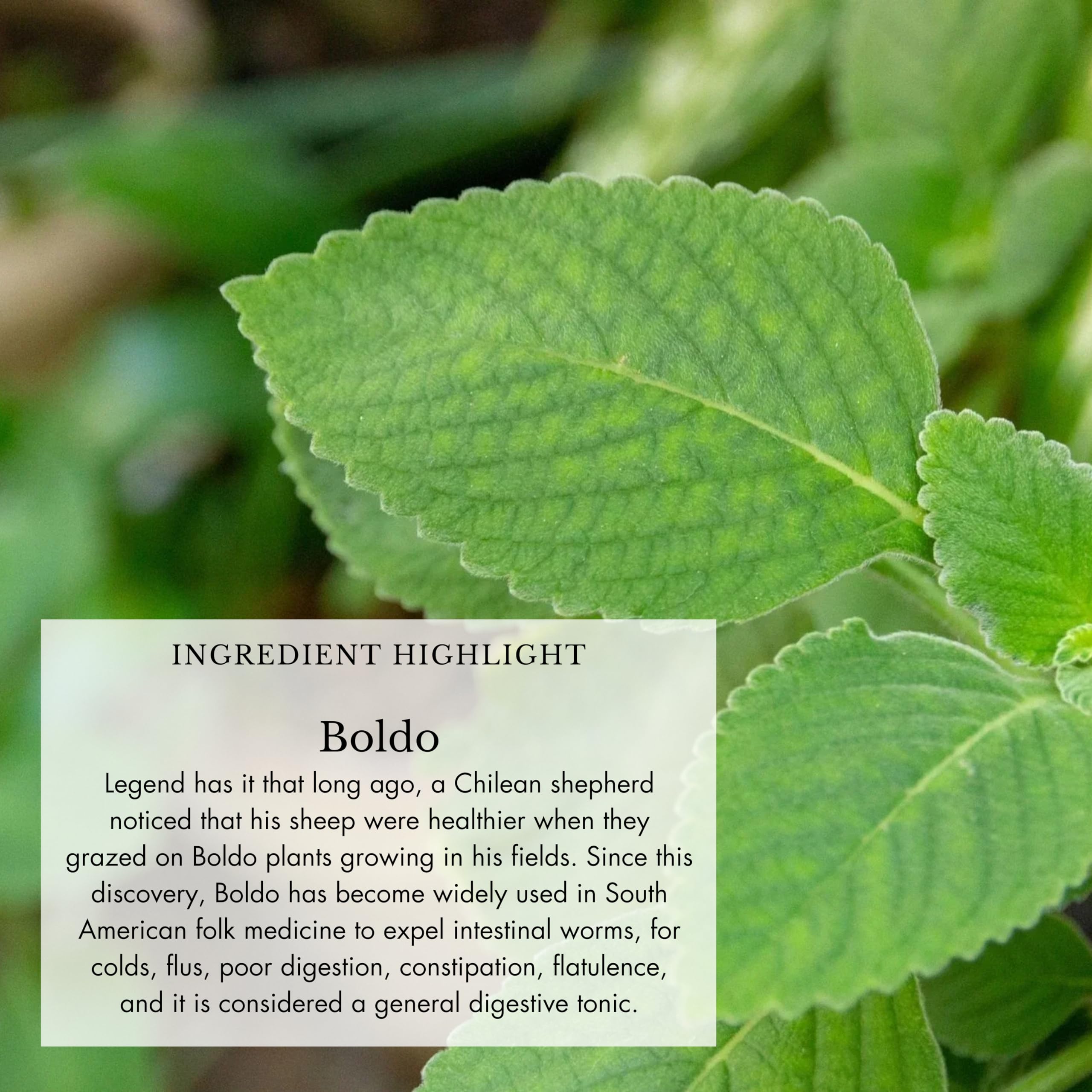 Echinacea Purpurea and Echinacea Angustifolia components
