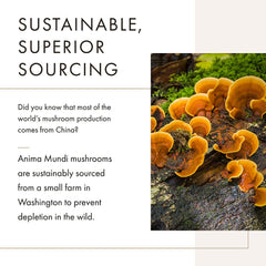 Cordyceps mushroom in the Soma 7 Mushroom Elixir