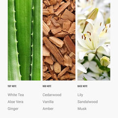 White tea scent note in Dream On diffuser oil