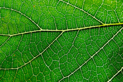 60 servings per bottle of Chlorophyll Drops