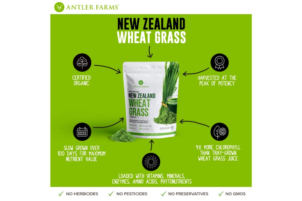 New Zealand Canterbury Plains wheatgrass field