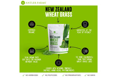 New Zealand Canterbury Plains wheatgrass field
