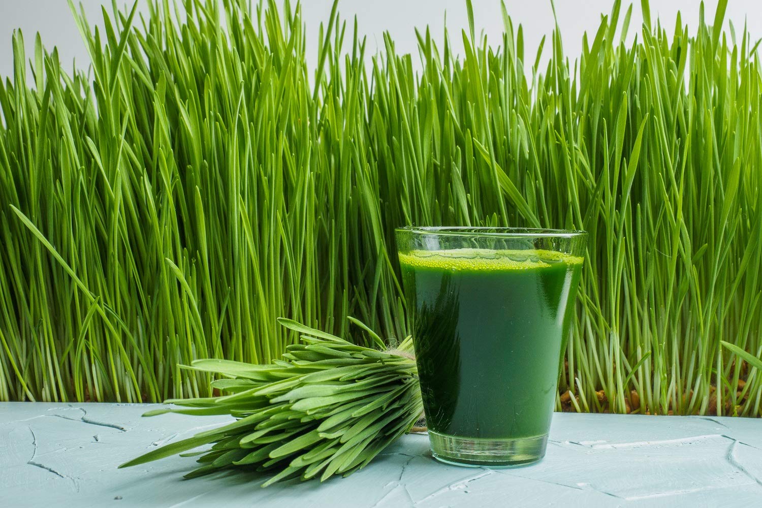 Outdoor-grown wheatgrass plants in New Zealand