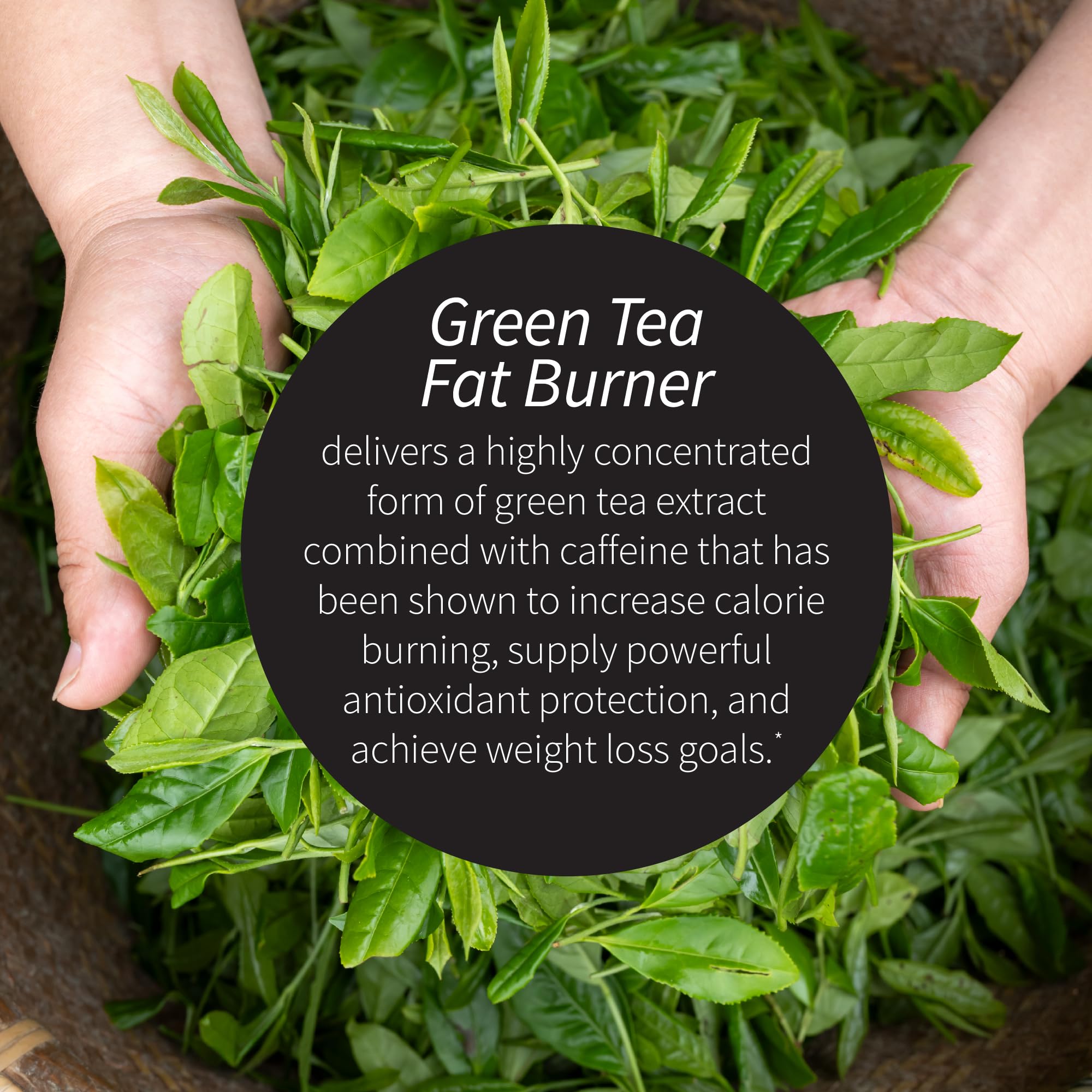 Green Tea Fat Burner packaging showing a 3-pack