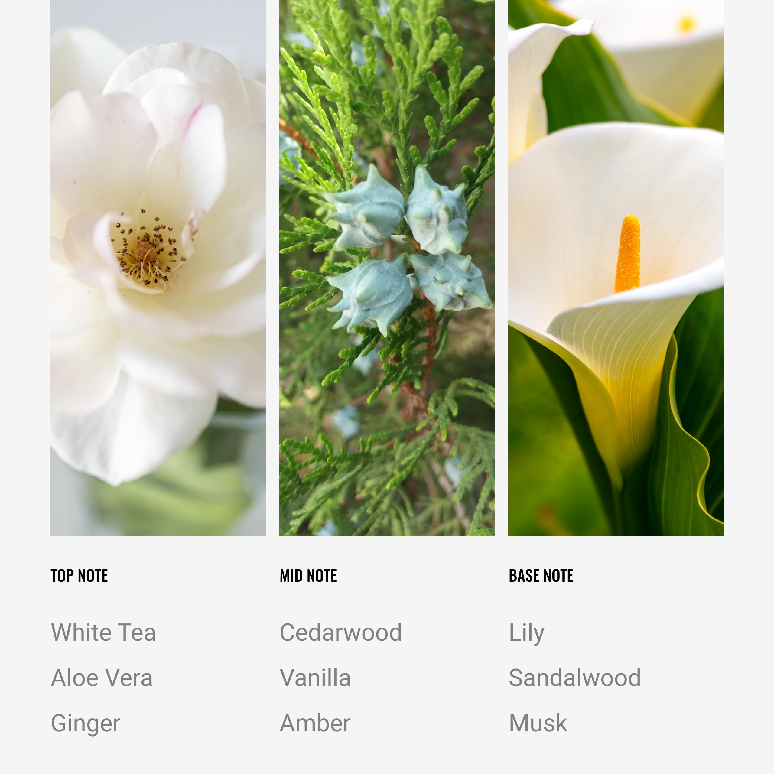 Aroma360 Dream On Deluxe candle cedar notes close-up for spa ambience