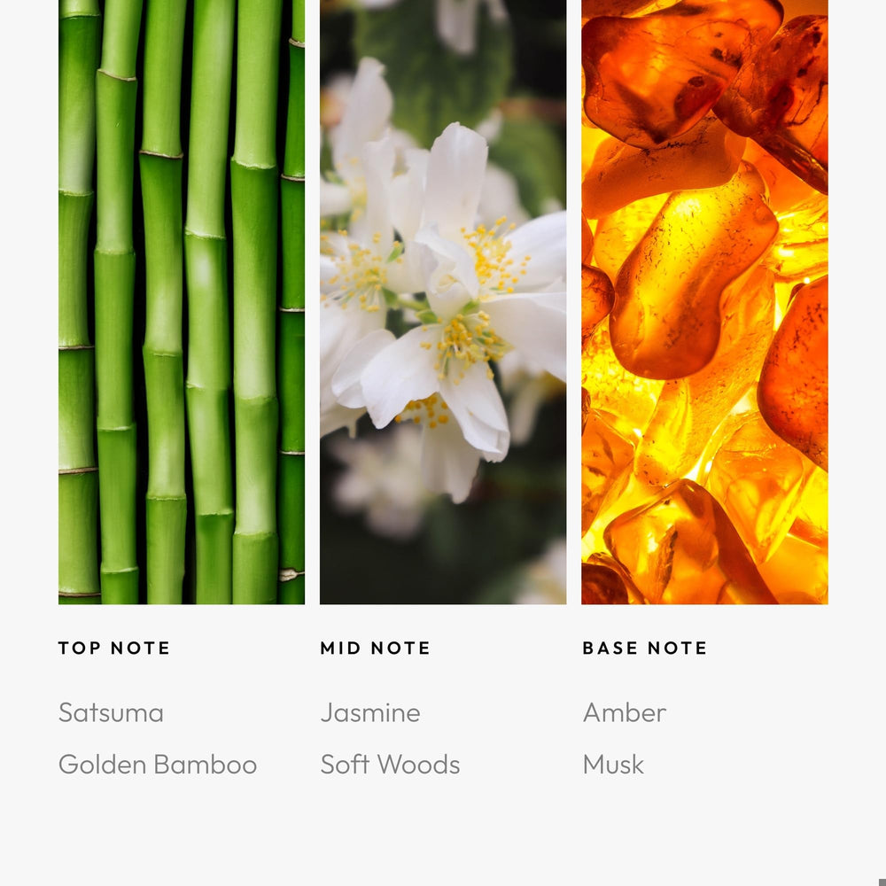 Satsuma, Golden Bamboo notes visual representation in Eternal Sunshine