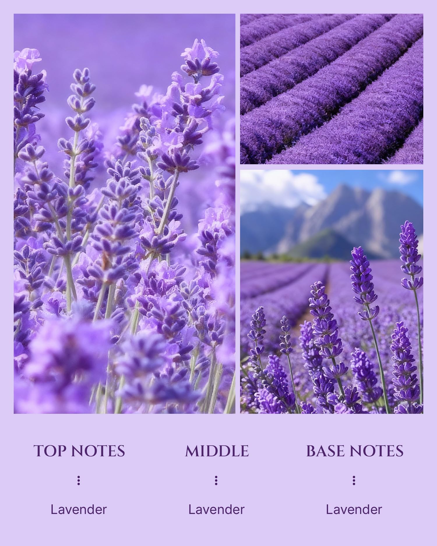 Aromadd Lavender Diffuser Oil bottle with lavender sprigs, evoking spa calm.