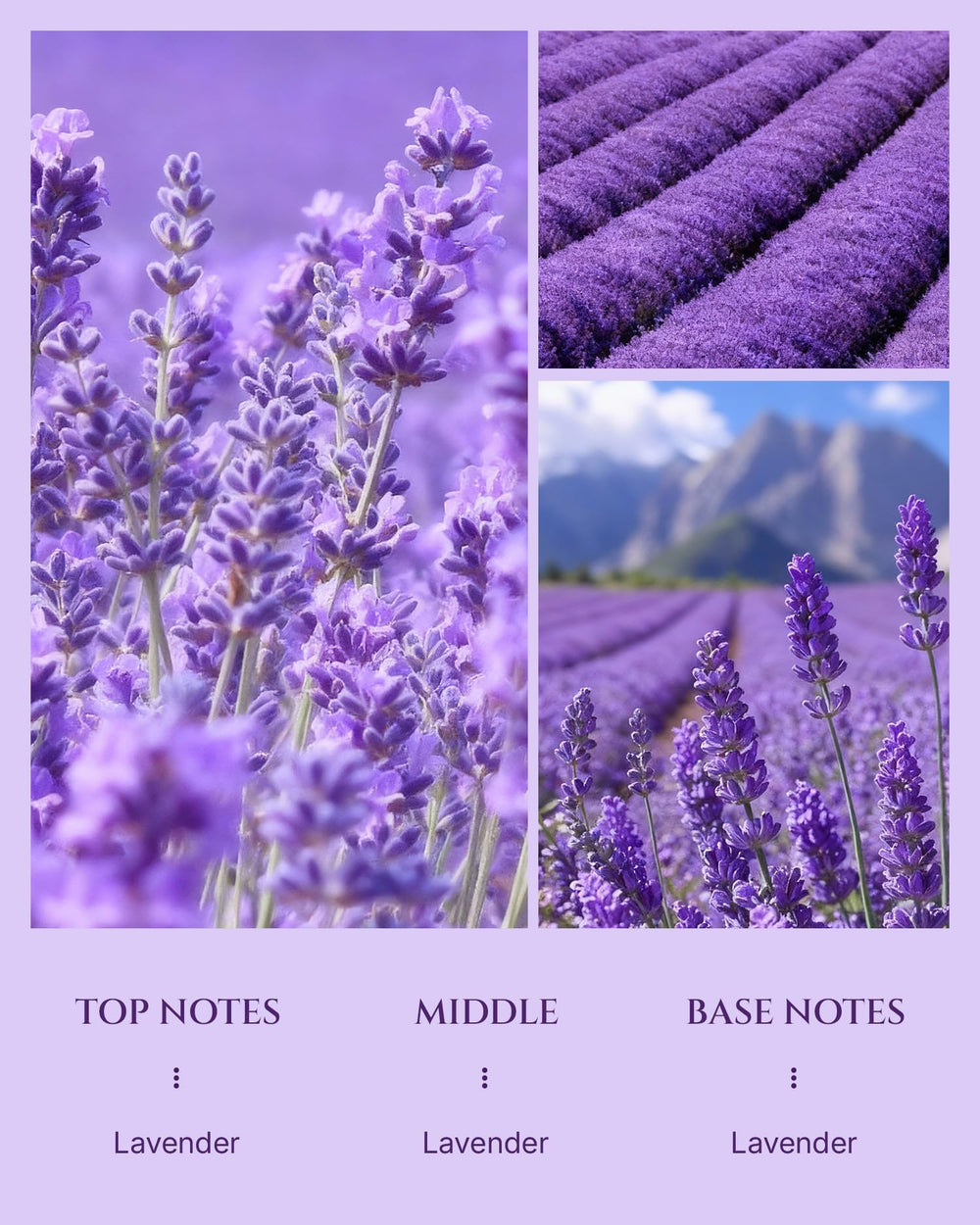 Aromadd Lavender Diffuser Oil bottle with lavender sprigs, evoking spa calm.