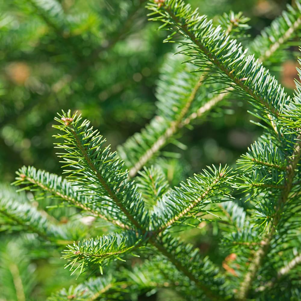 Balsam Fir essential oil 5ml bottle with dropper