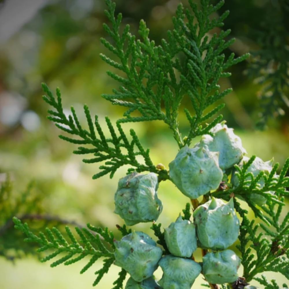 A Aromatics International Cypress oil in a diffuser creating a calming home ritual.