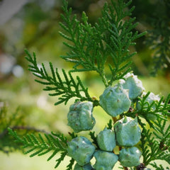 A Aromatics International Cypress oil in a diffuser creating a calming home ritual.