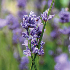 Lavender Artisan Hydrosol outdoor aroma for patio and garden