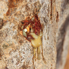 Close-up of Myrrh Hydrosol spray bottle