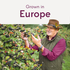 Acerola cherry extract ingredient representation