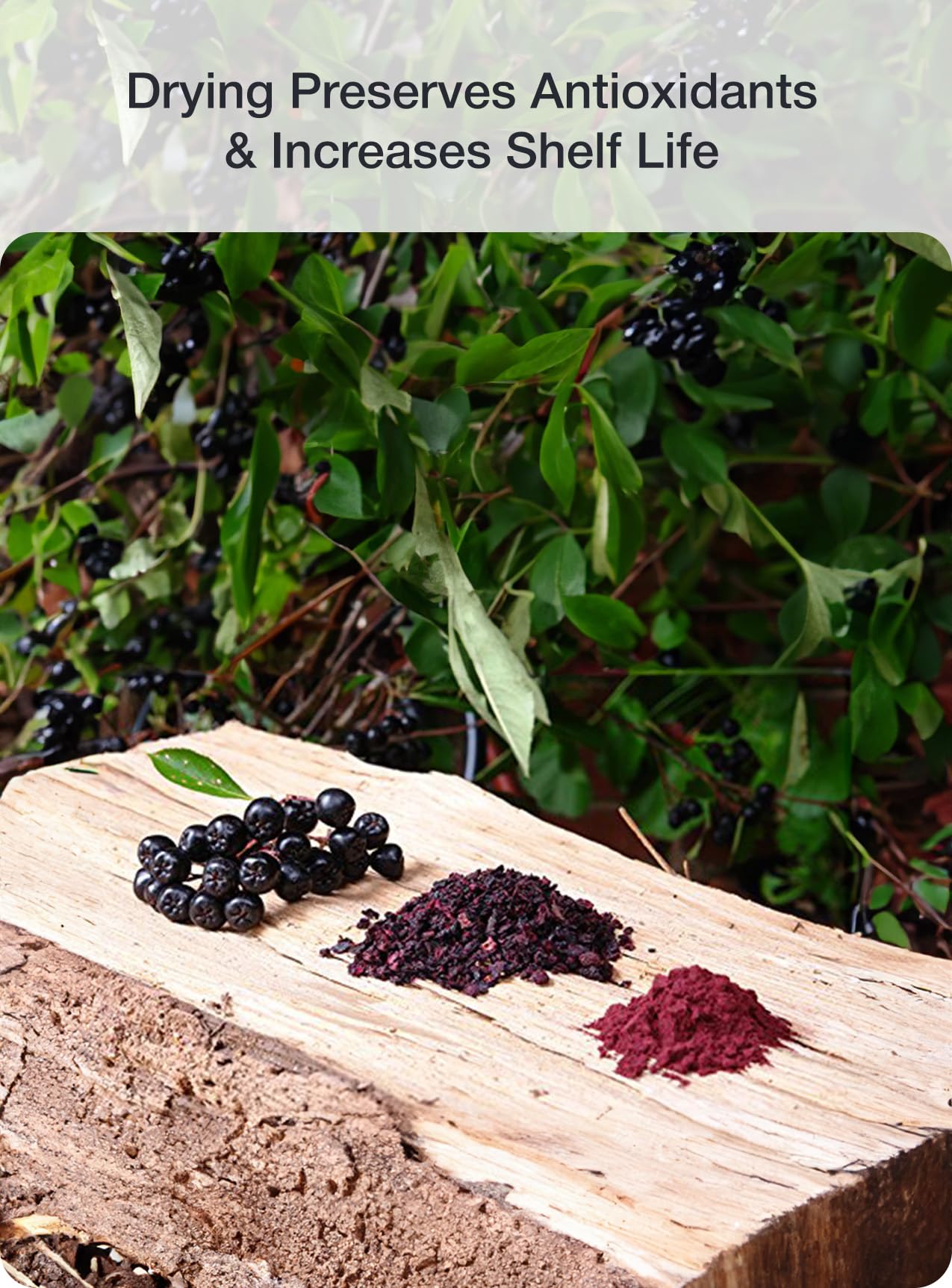 Close-up of aronia berry powder