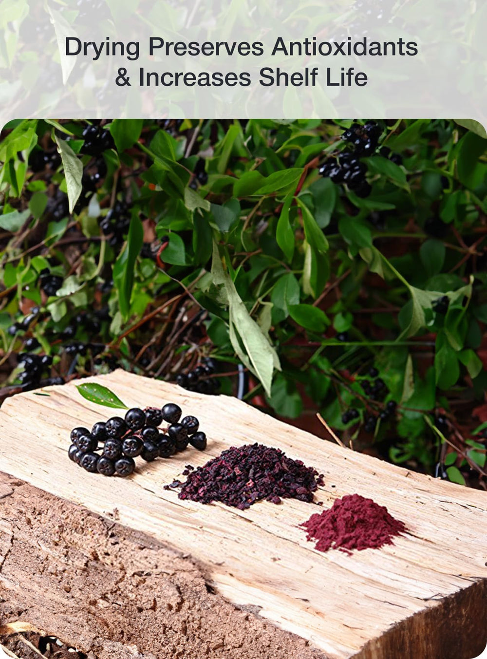 Close-up of aronia berry powder