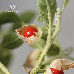 Ashwagandha root beside the essential oil bottle