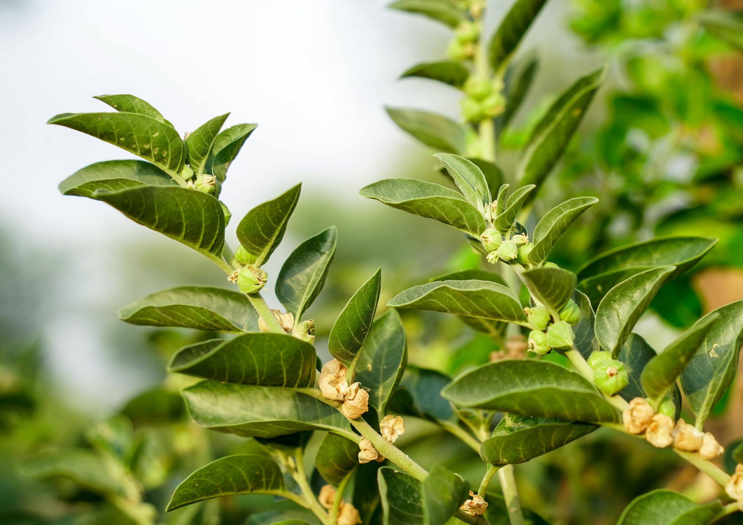 DIY Ashwagandha gummies and serving ideas