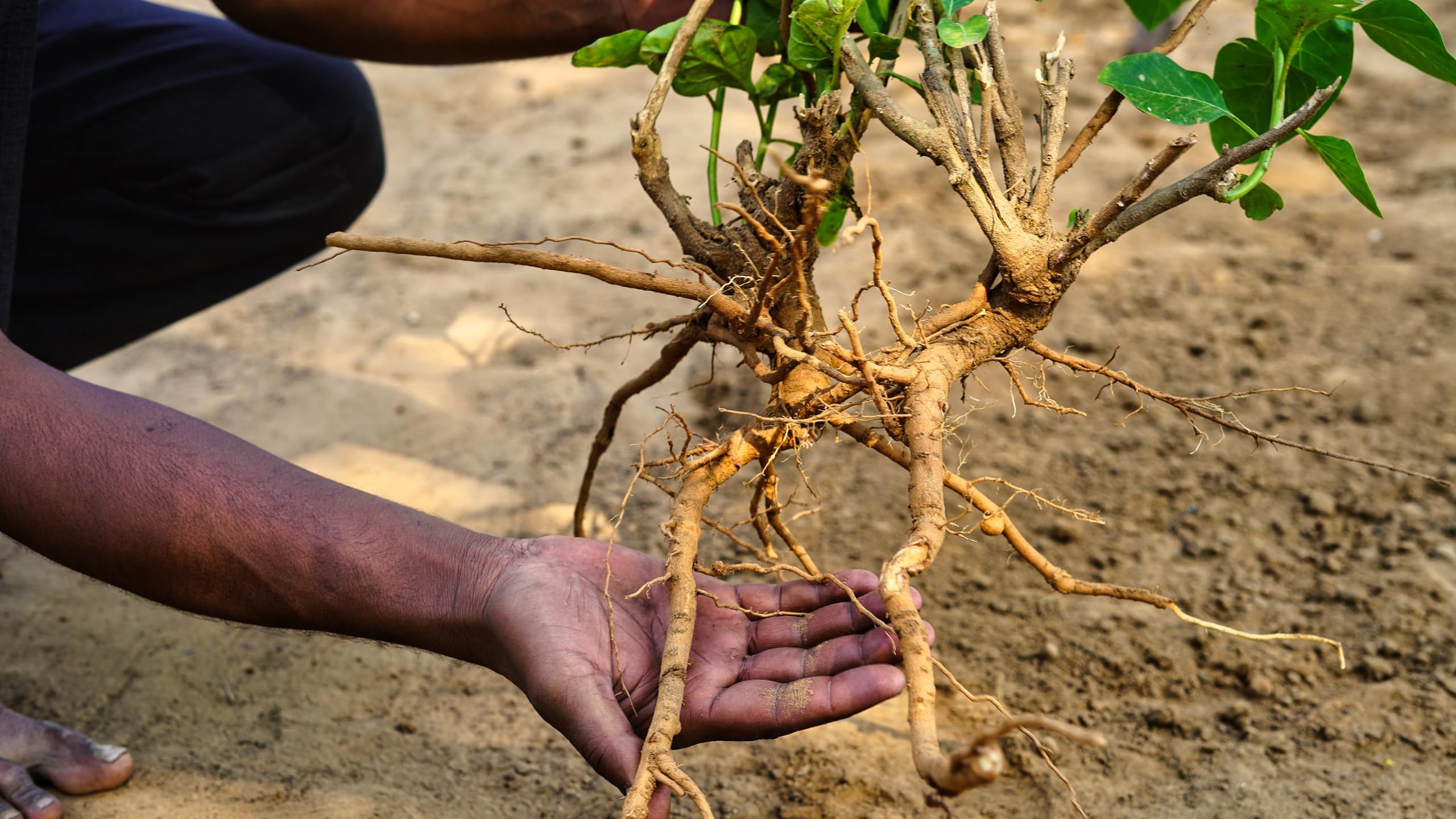 Ashwagandha originated from India