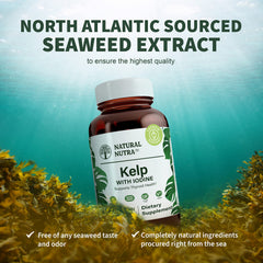 Kelp sourced from the Atlantic coast near France