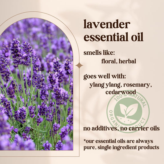 Close-up of lavender sprigs with dropper bottle