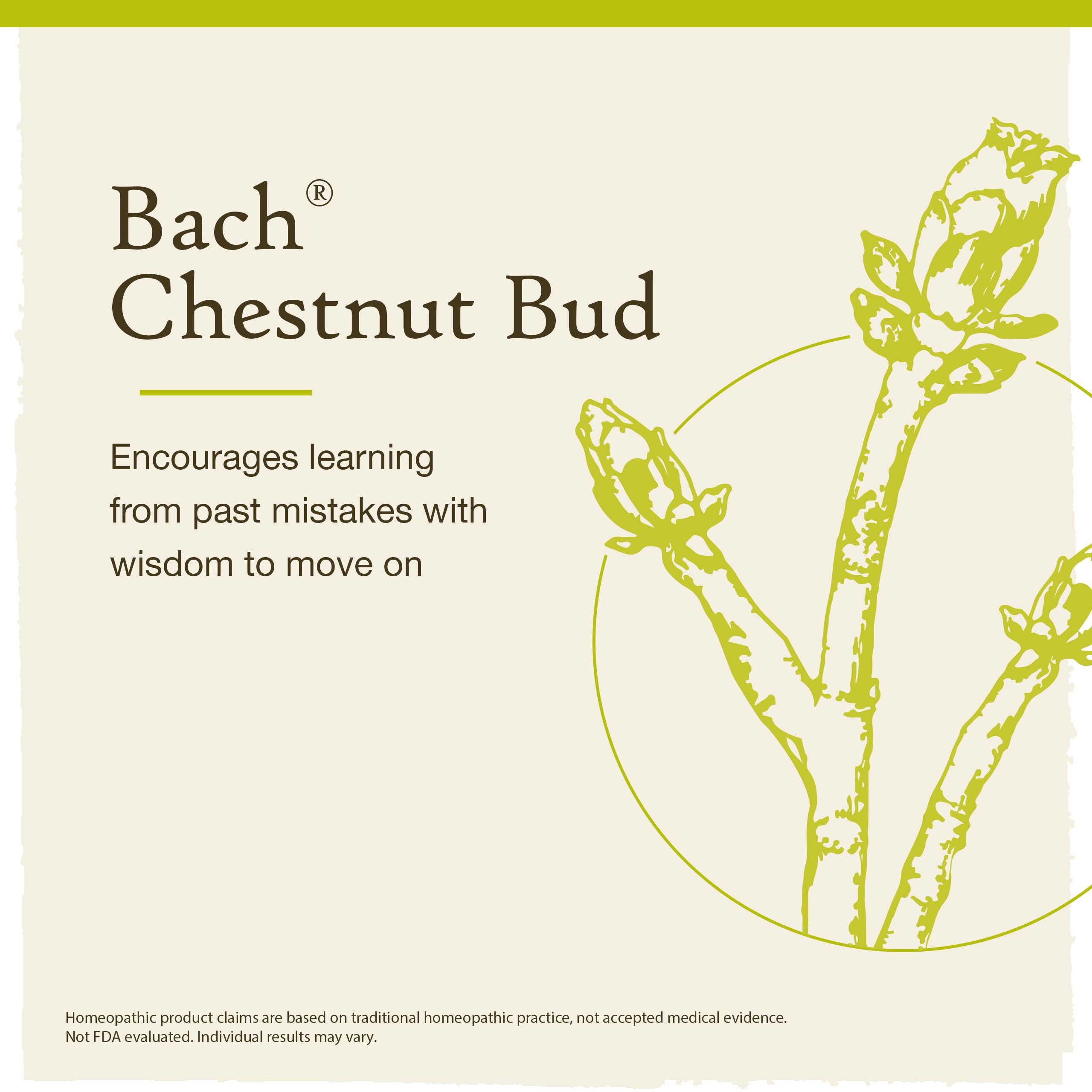 Close-up of Chestnut Bud flower essence drops