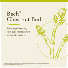 Close-up of Chestnut Bud flower essence drops