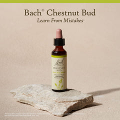 Illustration of Chestnut Bud flower essence representing learning from mistakes