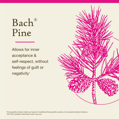 Close-up of Pine Flower Remedy packaging