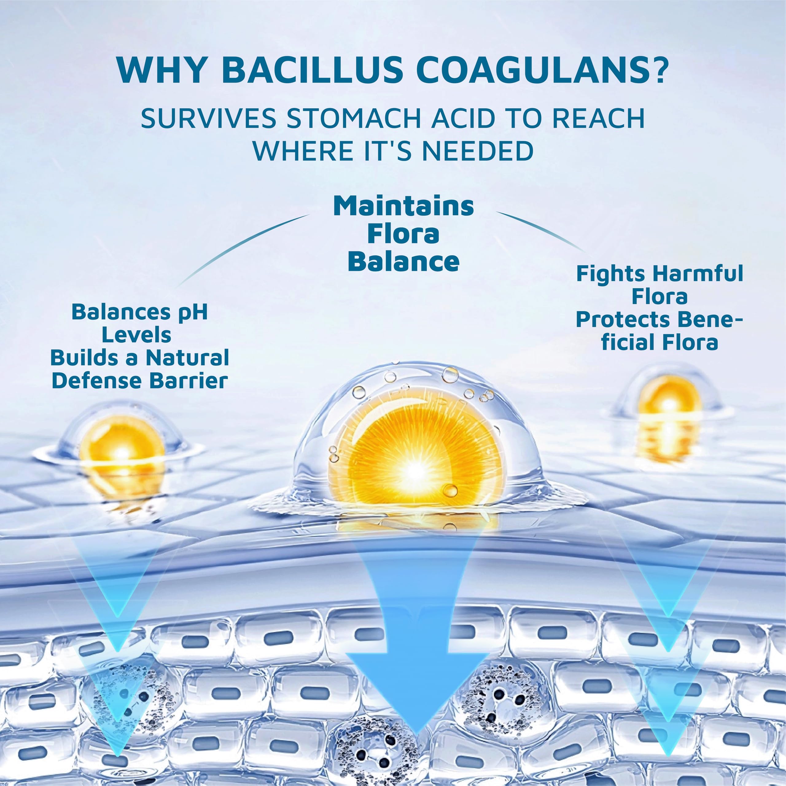 Bacillus Coagulans probiotic gummies for feminine balance