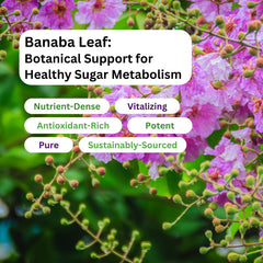 Pack of two Paradise Herbs Banaba Leaf Extract bottles